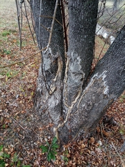 Castor canadensis