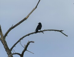 Corvus corone corone