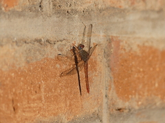 Crocothemis divisa