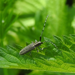 Agapanthia villosoviridescens