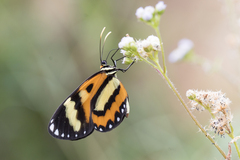 Placidina euryanassa