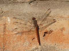 Crocothemis divisa