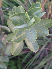 Ozoroa paniculosa