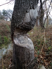 Castor canadensis