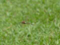 Anax ephippiger