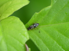 Pterygota