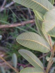 Ozoroa paniculosa