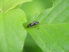 Pterygota