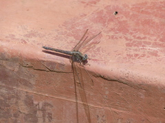 Orthetrum