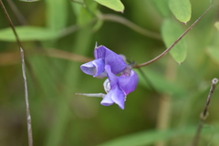 Lathyrus palustris