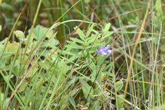 Lathyrus palustris