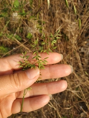 Poa compressa