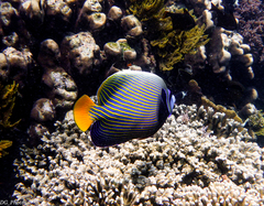 Pomacanthus imperator