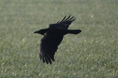 Corvus corone corone