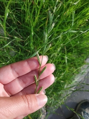 Lolium multiflorum