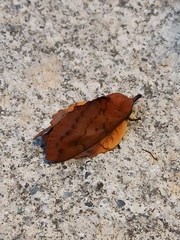 Gastropacha quercifolia