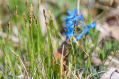 Carex umbrosa pseudosabynensis
