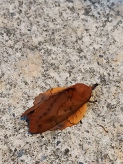 Gastropacha quercifolia