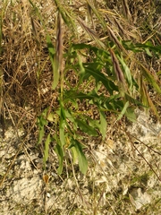 Diplotaxis tenuifolia