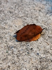 Gastropacha quercifolia