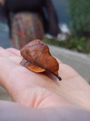 Gastropacha quercifolia