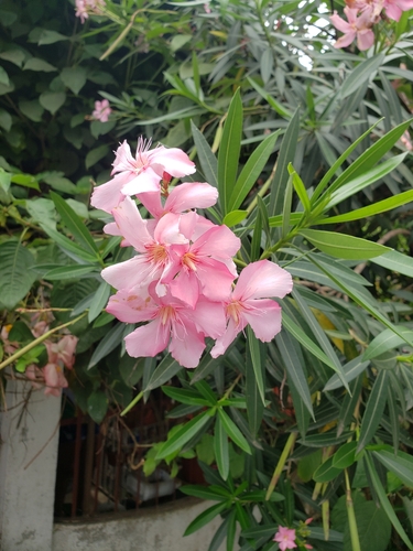 Nerium oleander