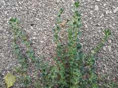 Andrachne telephioides