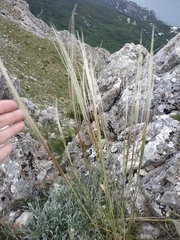 Stipa