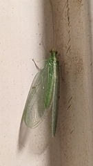 Chrysoperla carnea