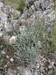 Convolvulus calvertii