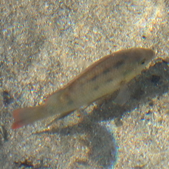 Oreochromis mossambicus