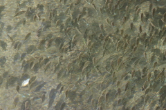Oreochromis mossambicus