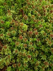 Sphagnum palustre