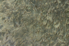 Oreochromis mossambicus