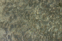 Oreochromis mossambicus