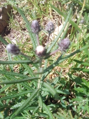 Lessingianthus plantaginodes