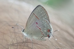 Ministrymon azia