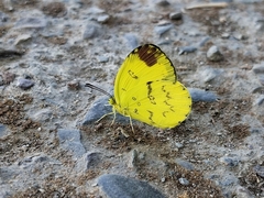Eurema andersoni