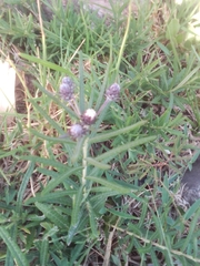 Lessingianthus plantaginodes