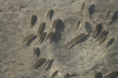 Oreochromis mossambicus