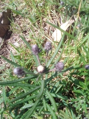 Lessingianthus plantaginodes