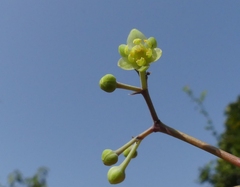 Alseodaphne semecarpifolia