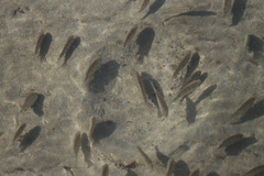 Oreochromis mossambicus