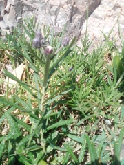 Lessingianthus plantaginodes