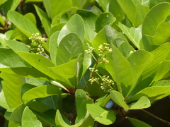 Alseodaphne semecarpifolia
