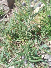 Lessingianthus plantaginodes
