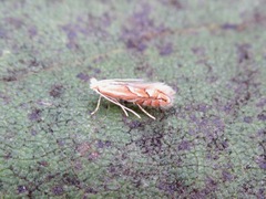 Phyllonorycter dubitella