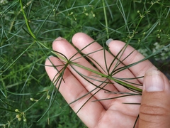 Asparagus verticillatus