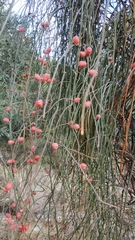 Ephedra foeminea