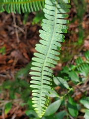 Dicranopteris